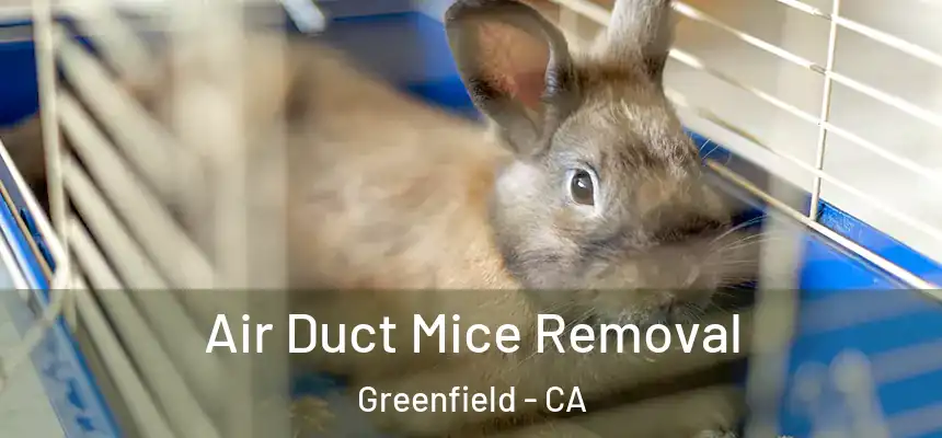  Air Duct Mice Removal Greenfield - CA